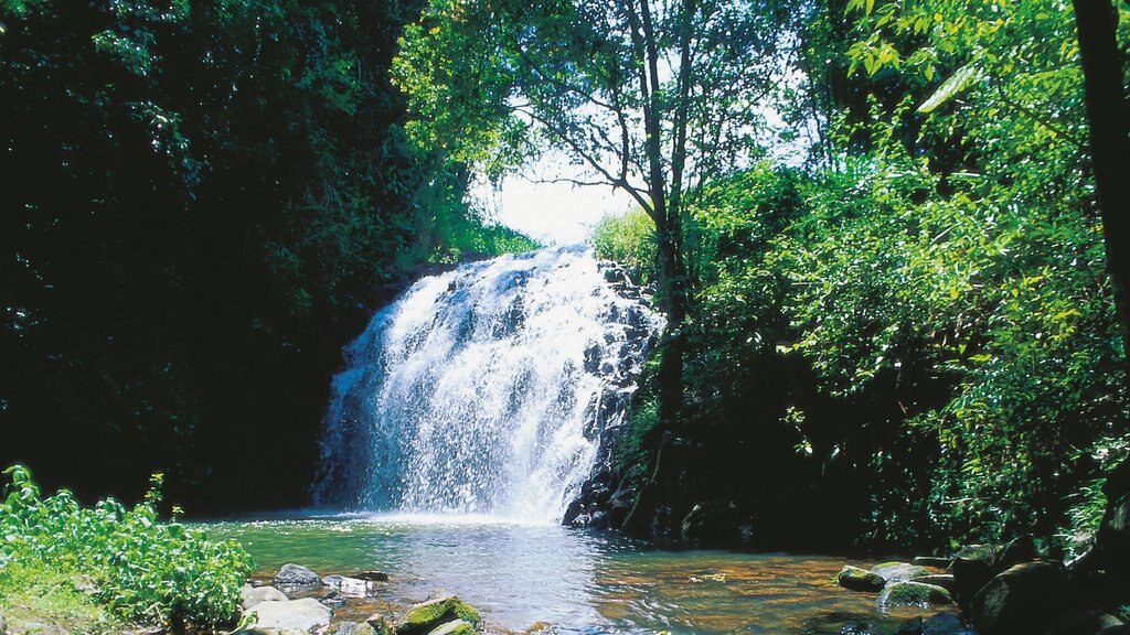 Atherton Tablelands showing a river or creek and a waterfall