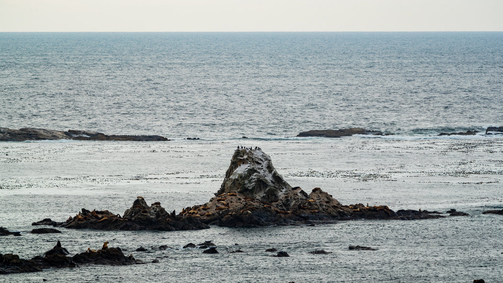 Parc régional de Cape Arago qui includes paysages côtiers et côte escarpée