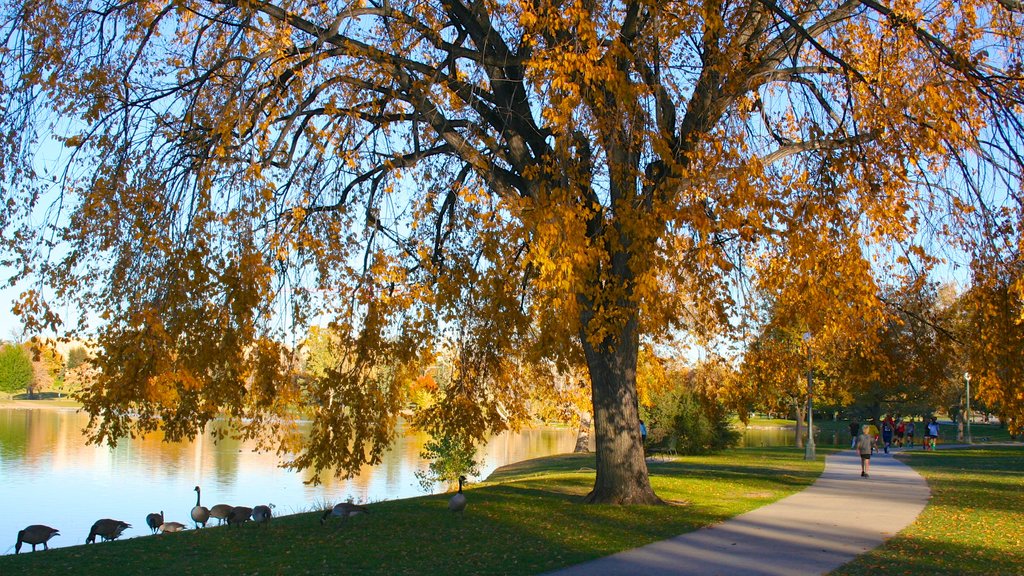 City Park montrant un étang, faune aviaire et couleurs d’automne