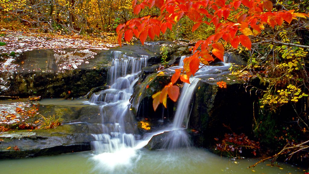 Cossatot River State Park que inclui um rio ou córrego