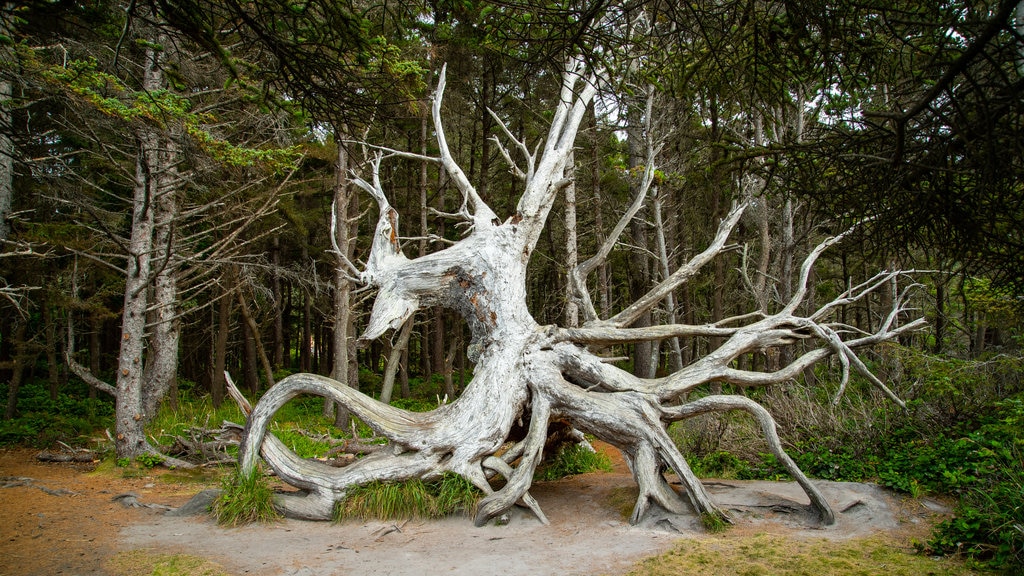 Parque estatal Shore Acres mostrando un parque y escenas forestales