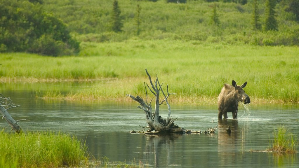 Alaska del norte mostrando un estanque y animales terrestres