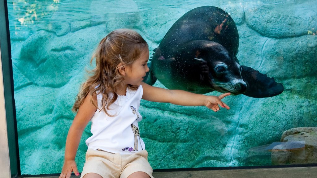 Fort Wayne ofreciendo vida marina y también un niño