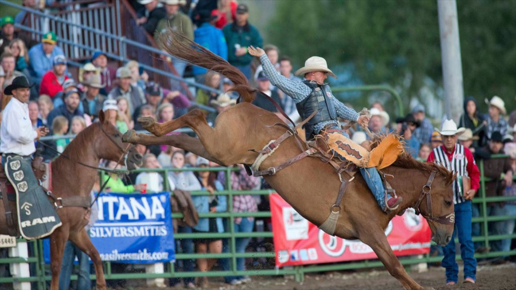 Gunnison - Crested Butte som viser hesteridning, sportsarrangement og landdyr