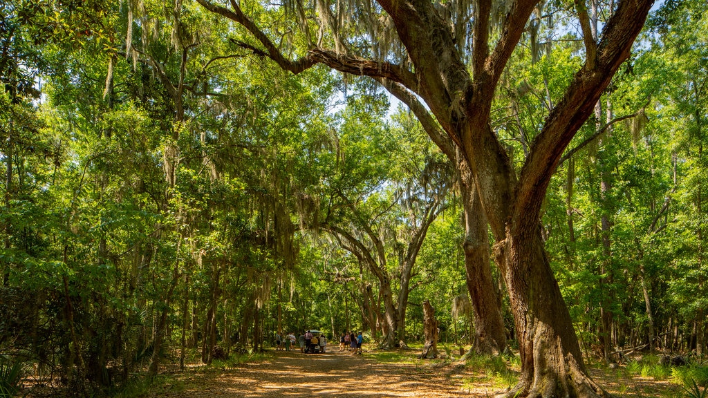 Sitio histórico de Wormsloe ofreciendo jardín