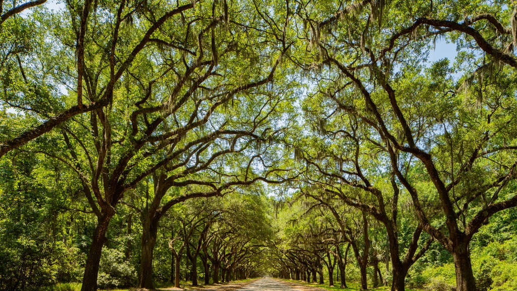 Wormsloe Historic Site showing a garden