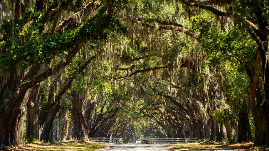 Wormsloe Historic Site mostrando um jardim