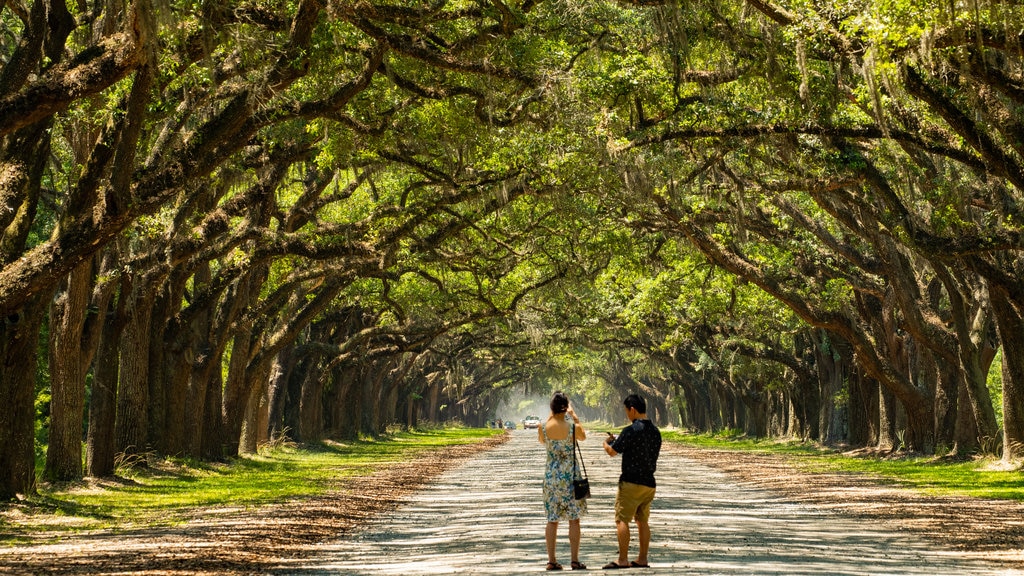 Wormsloe Historic Site showing a park as well as a couple