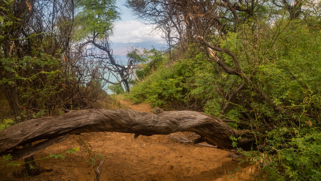 Makena State Park Beach featuring tranquil scenes