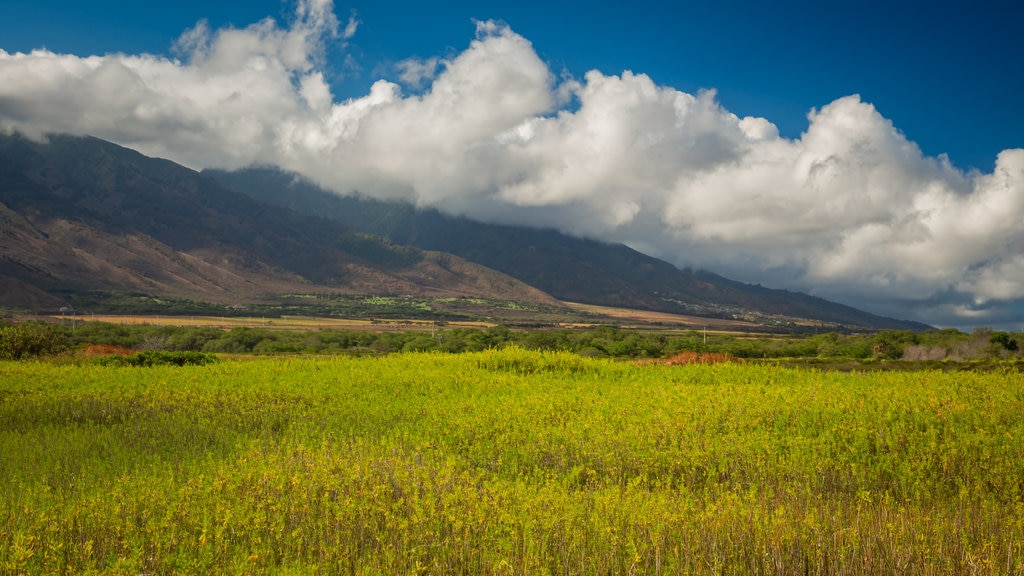 Maui montrant paysages paisibles