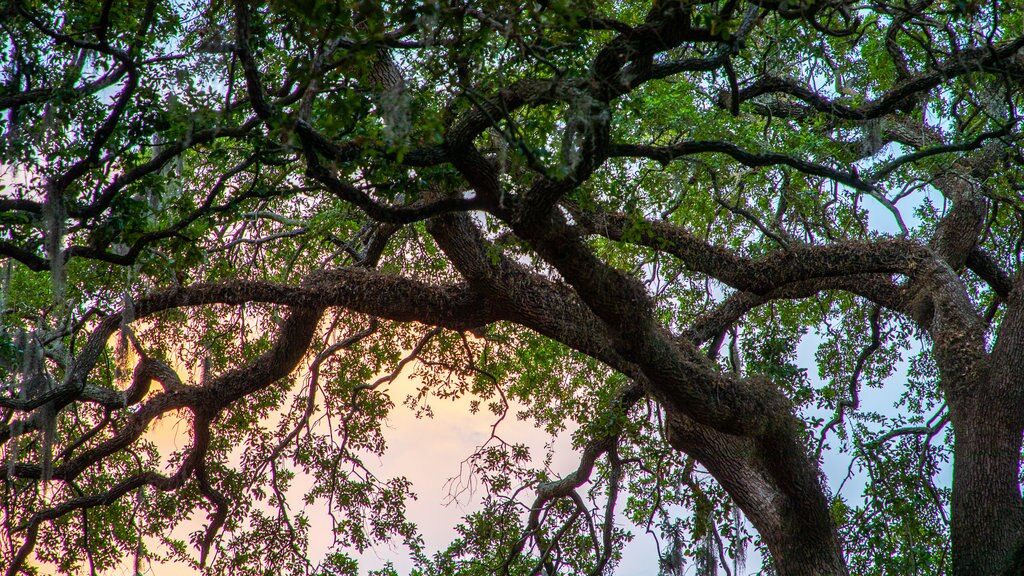 Oglethorpe Square showing a garden and a sunset