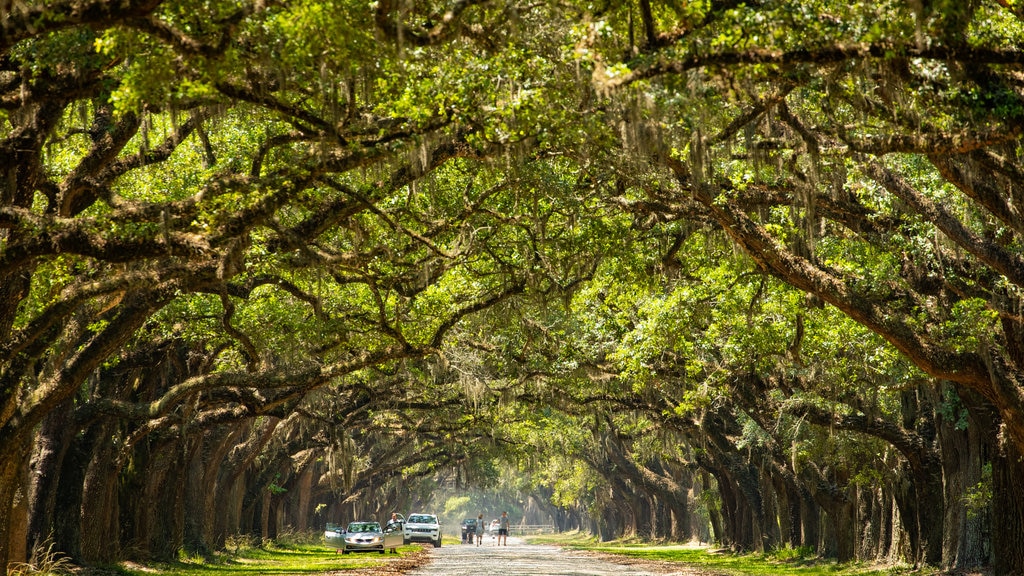 Sitio histórico de Wormsloe ofreciendo un parque