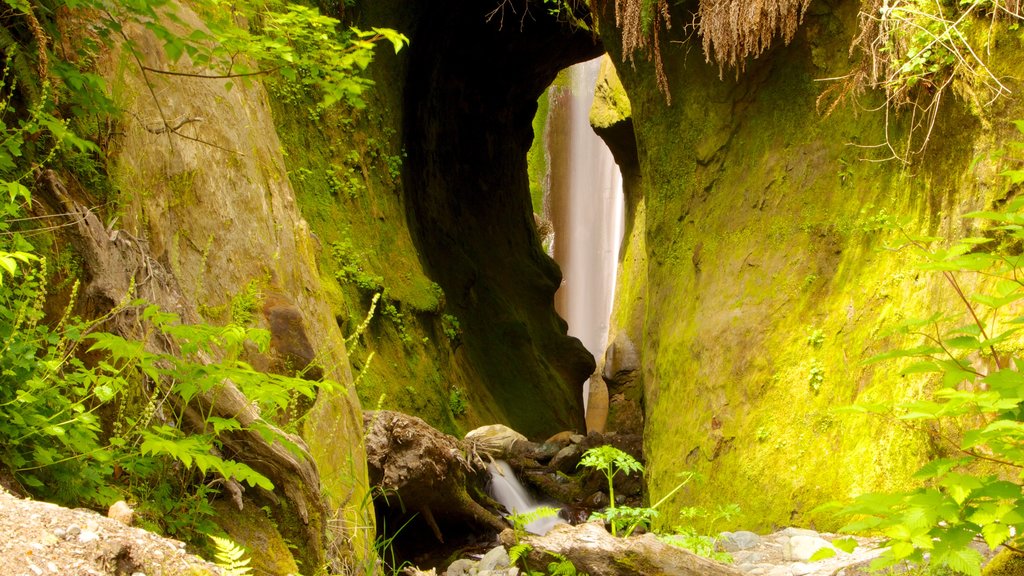 Parque provincial Juan de Fuca que incluye escenas forestales