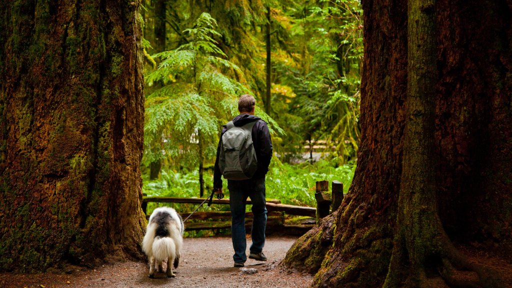 MacMillan Provincial Park mostrando animais fofos ou amigáveis e um jardim assim como um homem sozinho