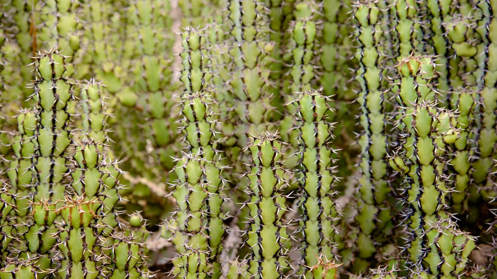 Jardin Exotique toont woestijnen