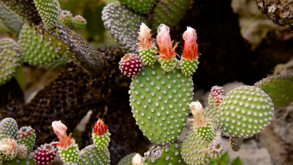 Jardín Exótico que incluye flores silvestres y vistas al desierto