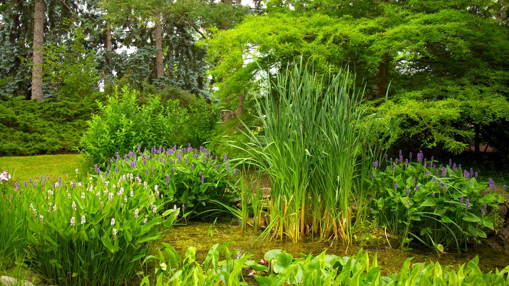 Niagara Parks Botanical Gardens inclusief bloemen en een tuin