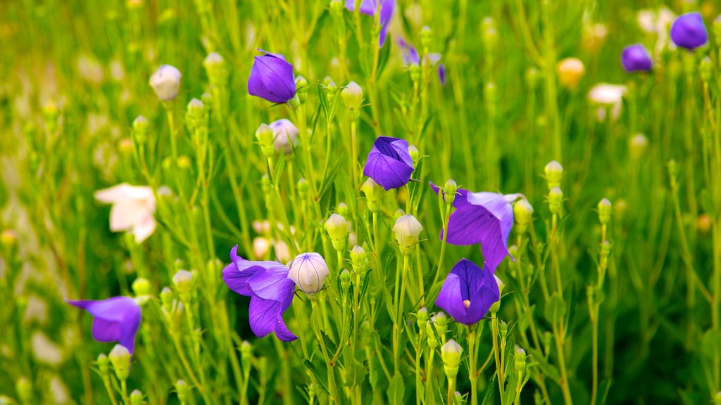 Jardín Botánico de Niagara Parks mostrando flores, un parque y flores silvestres