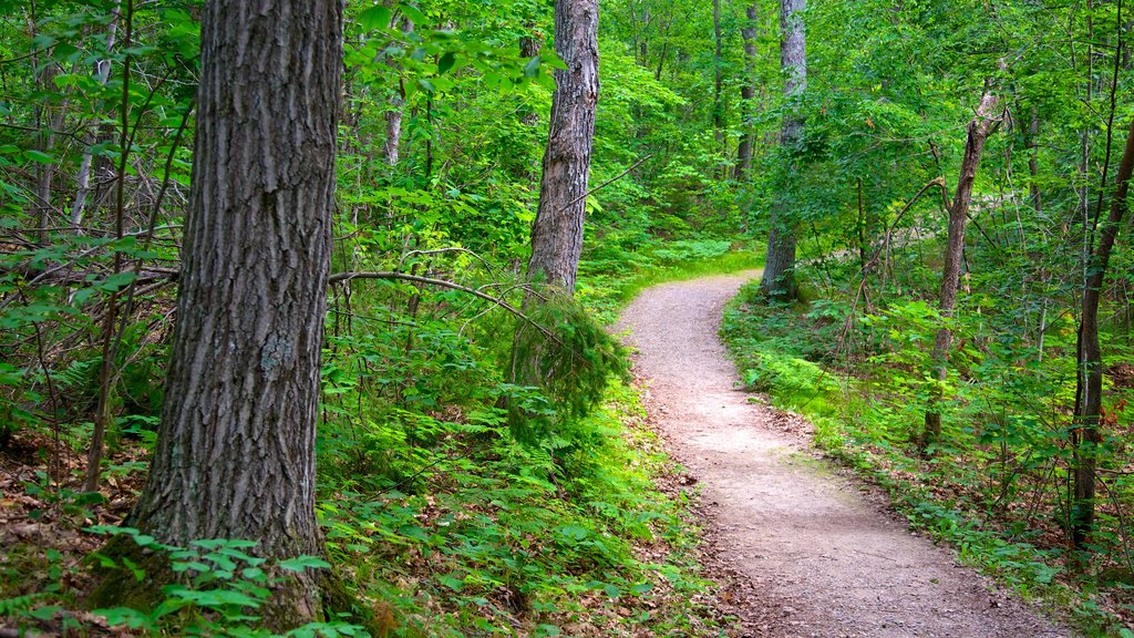 Gatineau Park showing a garden and forests