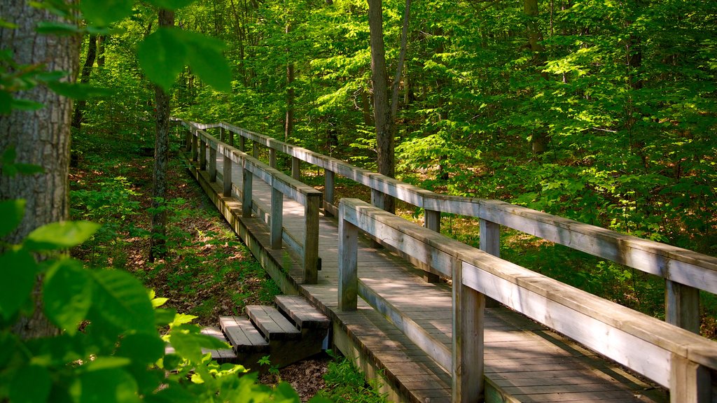 Gatineau Park showing forests and a garden