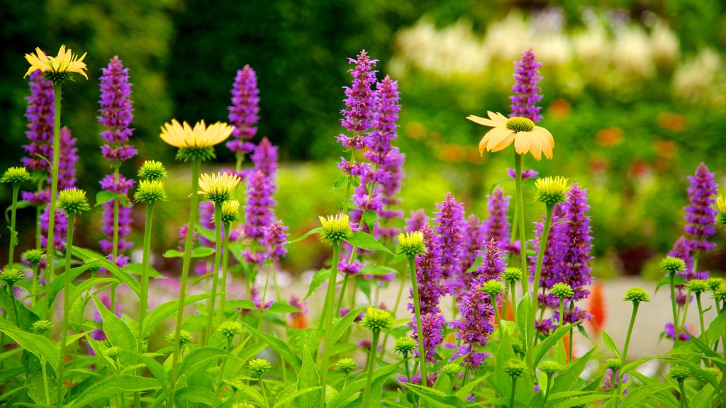 Jardín botánico de Toronto mostrando un jardín y flores