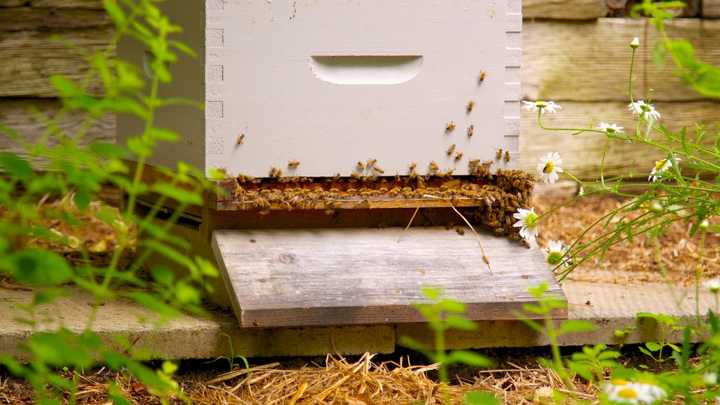 Jardín botánico de Toronto mostrando un parque y animales