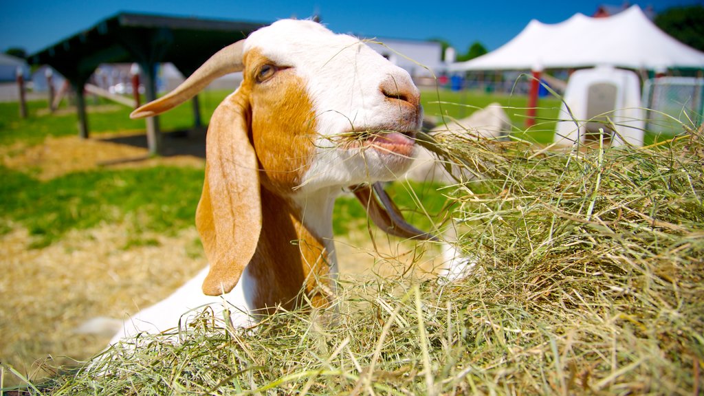 Canada Agriculture and Food Museum which includes cuddly or friendly animals