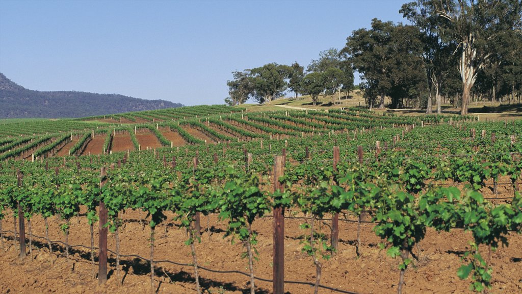 Hunter Valley showing farmland