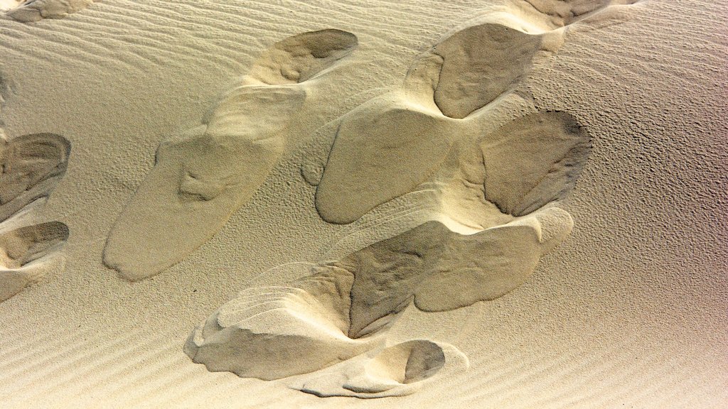 Raabjerg Mile showing desert views