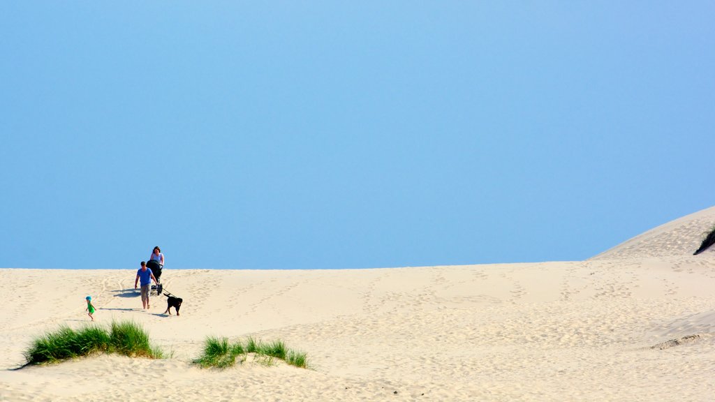 Duna Raabjerg Mile ofreciendo vistas al desierto y senderismo o caminata y también una familia