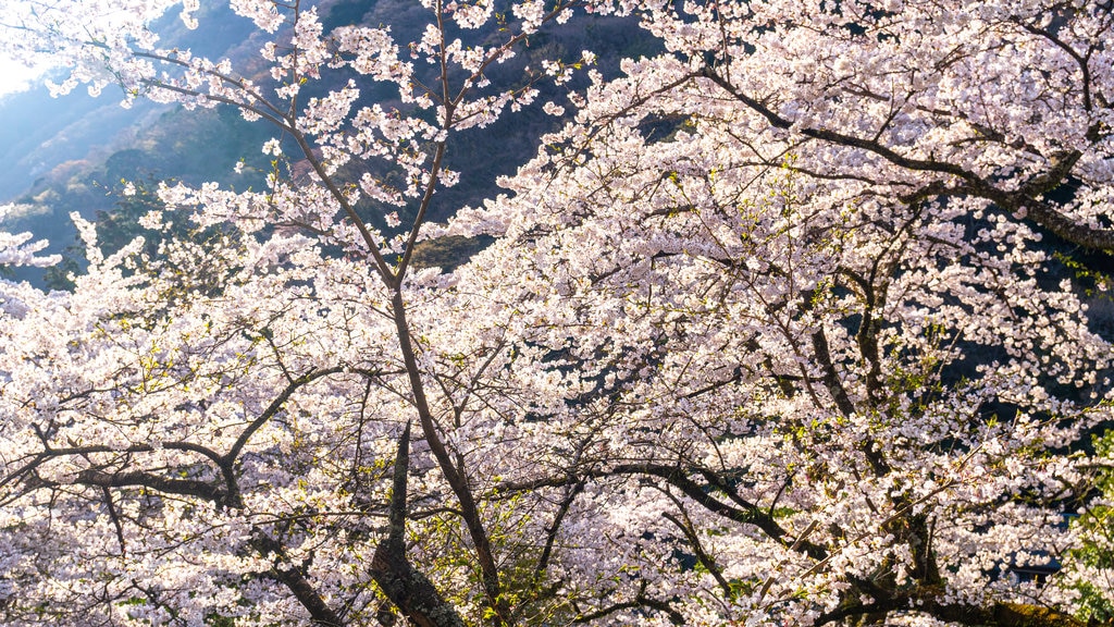 Hakone mettant en vedette fleurs sauvages