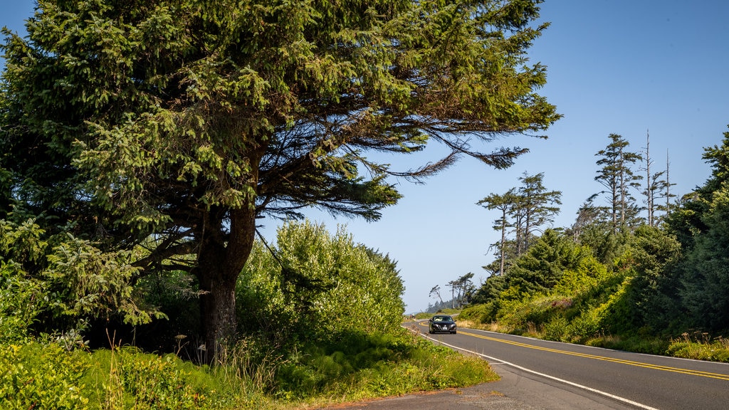 Kalaloch which includes tranquil scenes