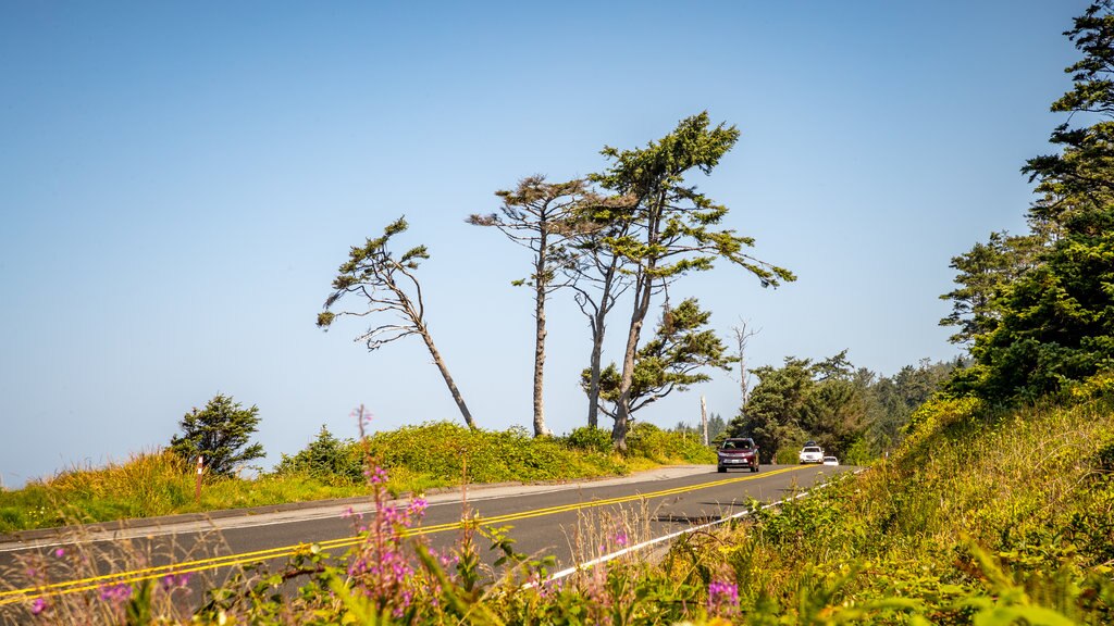 Kalaloch featuring wild flowers and tranquil scenes