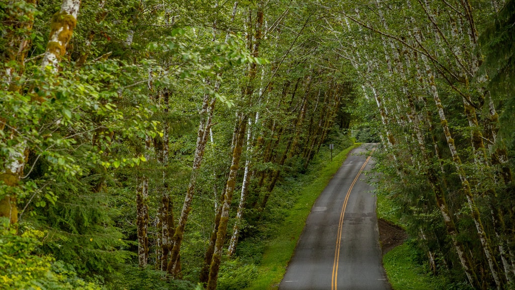 Kalaloch ofreciendo escenas tranquilas y imágenes de bosques