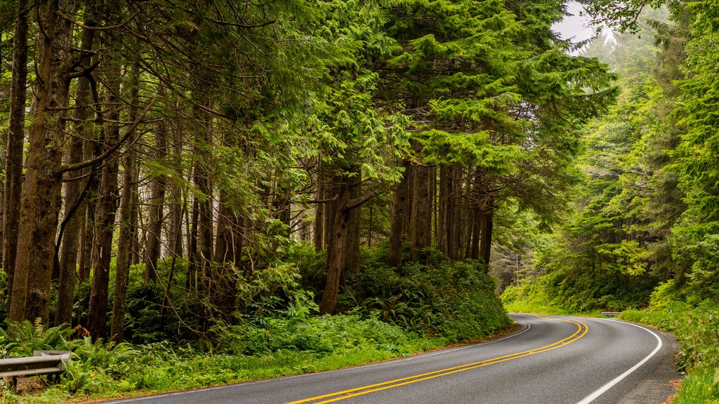 Olympic National Park which includes forests and tranquil scenes