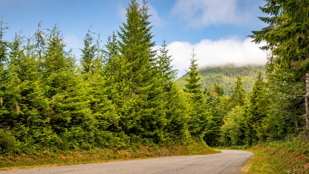 Olympic National Park featuring tranquil scenes and forests