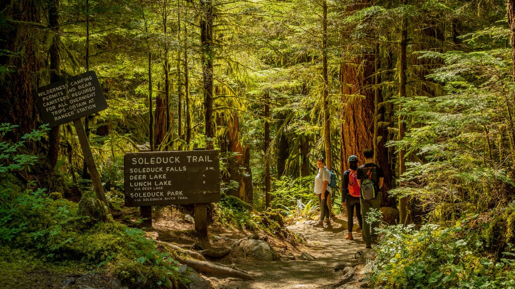 Sol Duc Falls which includes hiking or walking, signage and forests