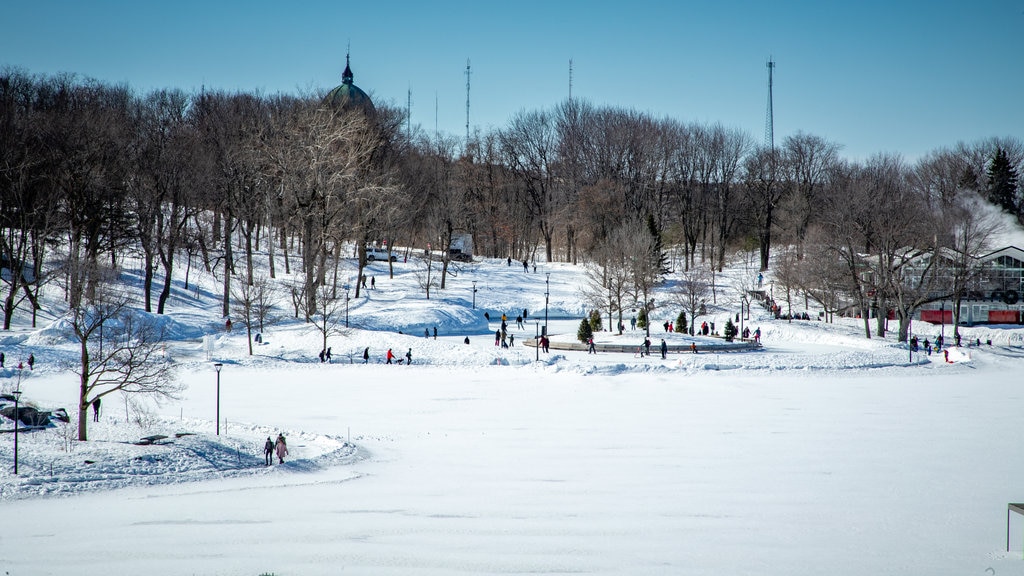 Mount Royal Park showing snow