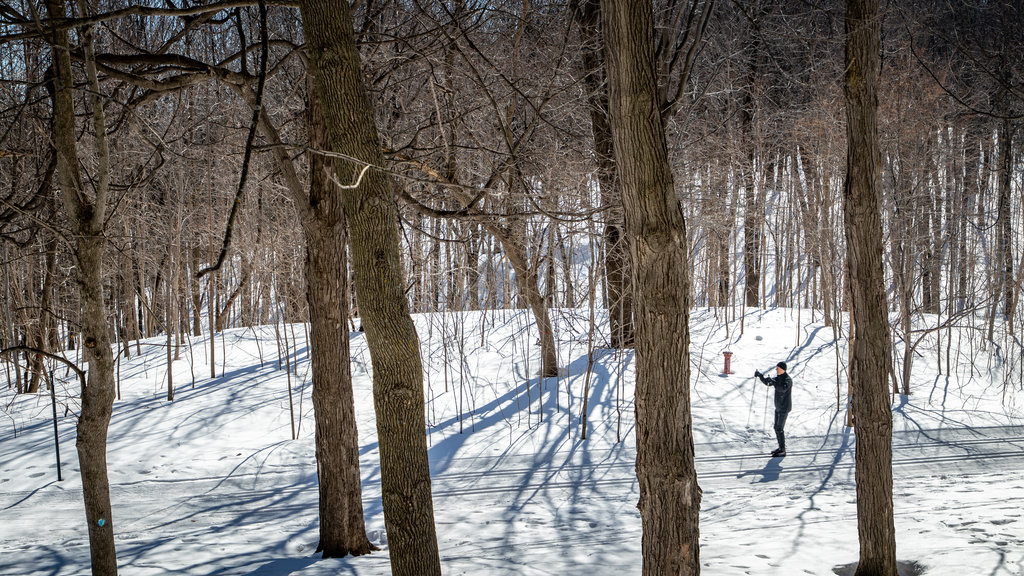 Mount Royal Park caracterizando neve e esqui na neve assim como um homem sozinho