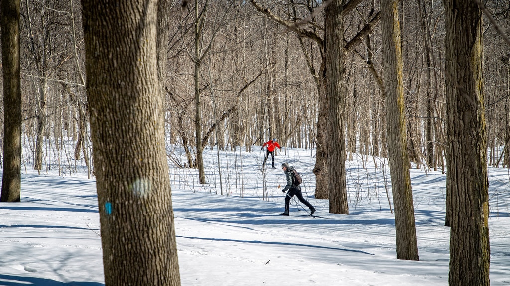 Mount Royal Park som inkluderar snö och utförsåkning såväl som ett par