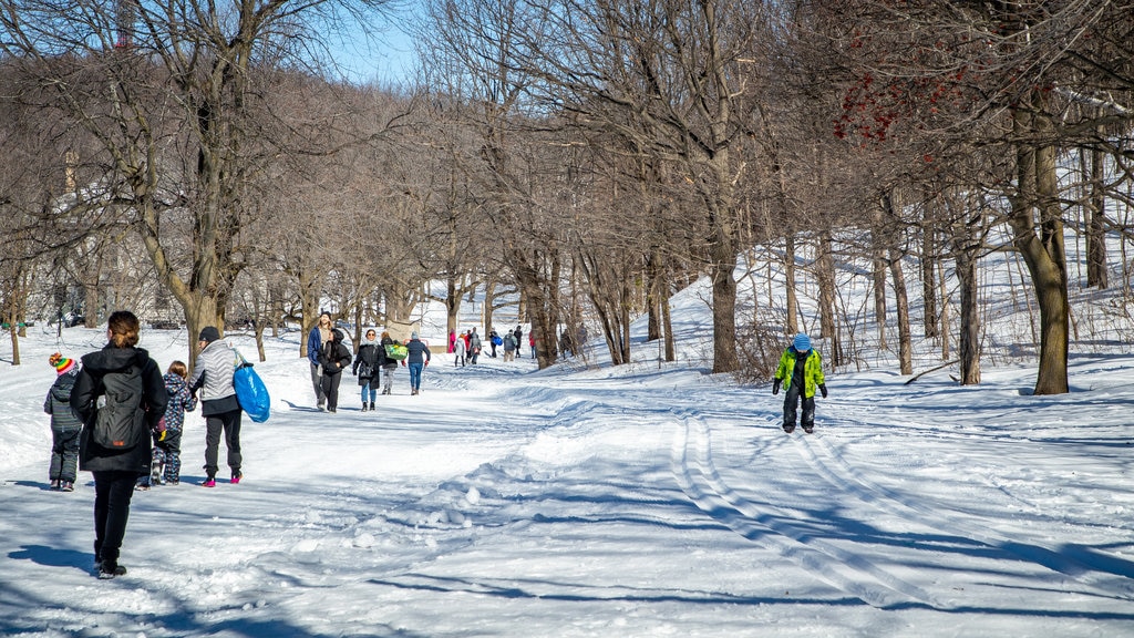 Mount Royal Park featuring snow and snow skiing as well as a small group of people