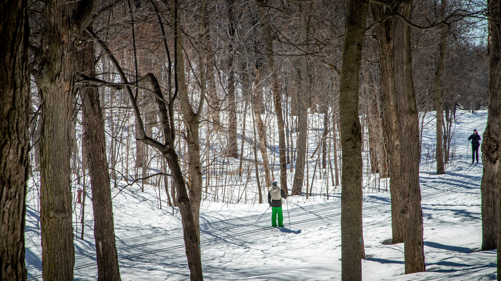 Mount Royal Park som visar utförsåkning och snö såväl som en man