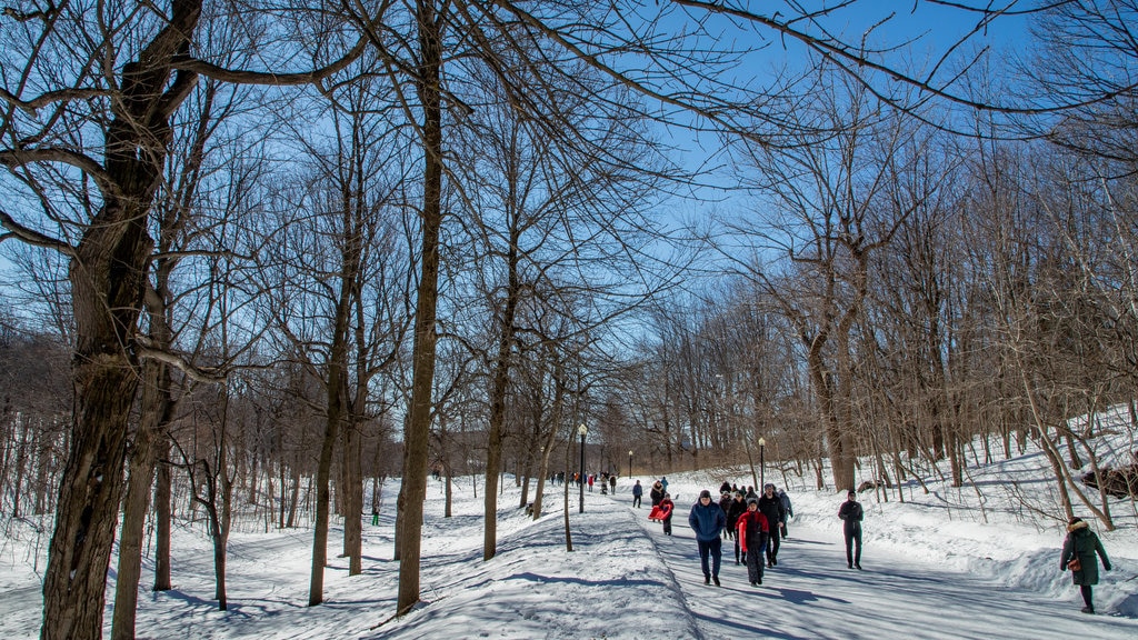 Mount Royal Park featuring a garden and snow as well as a small group of people