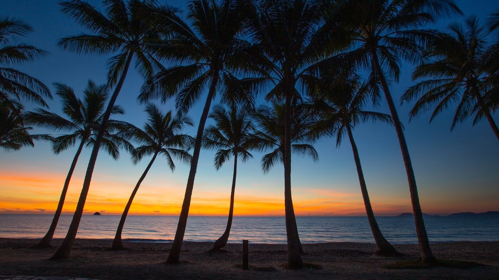 Praia Palm Cove que inclui um pôr do sol, cenas tropicais e paisagens litorâneas