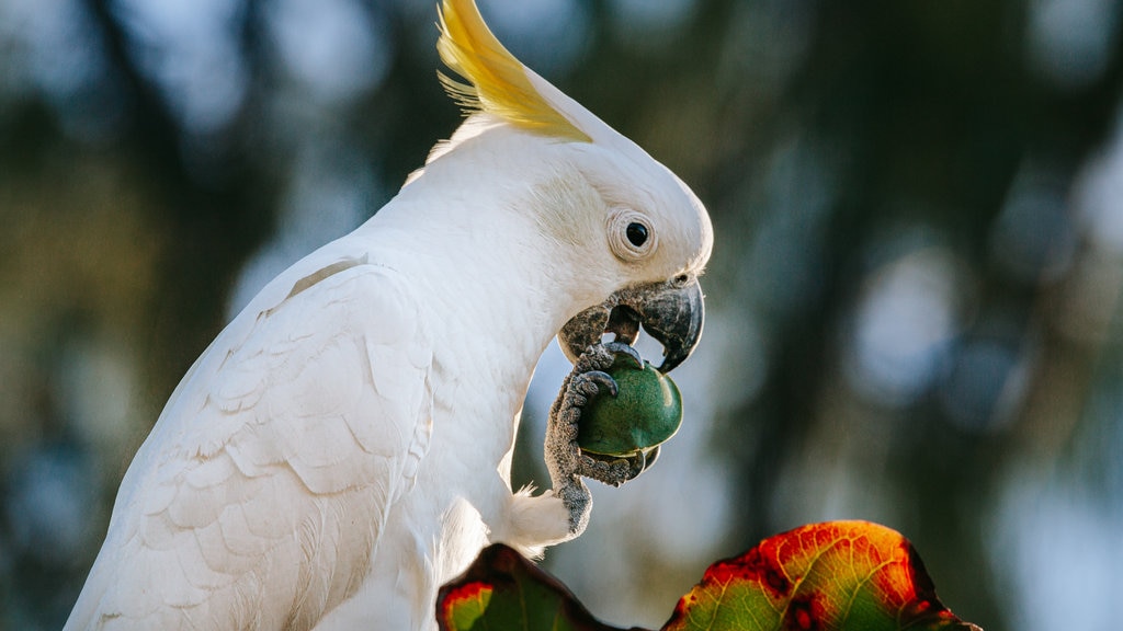 Tropical North Queensland showing bird life