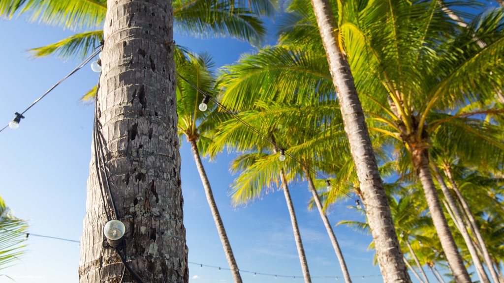 Palm Cove Beach featuring tropical scenes