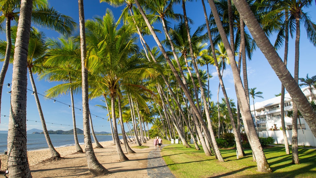 Palm Cove Beach featuring tropical scenes and a sandy beach