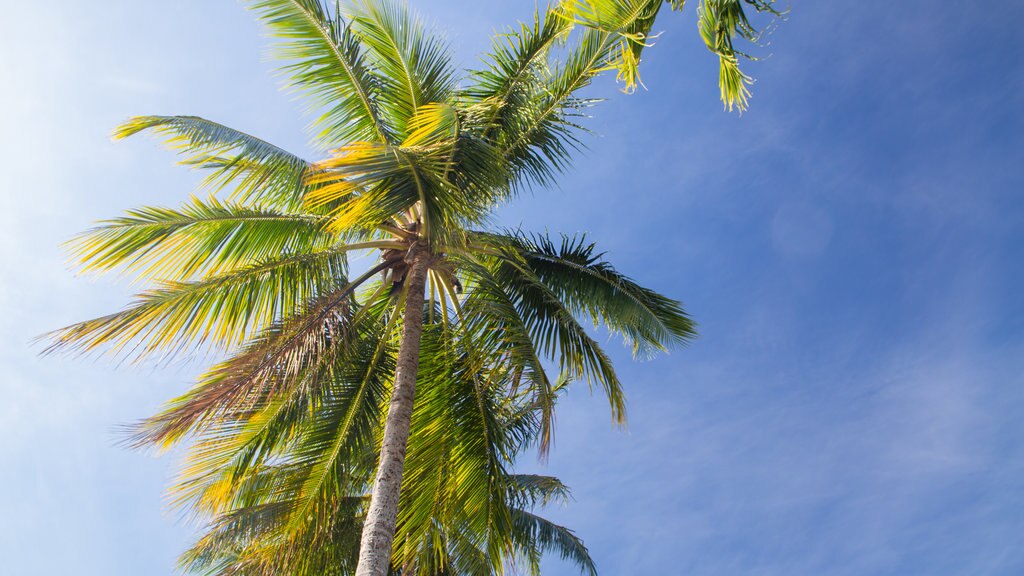 Port Douglas featuring tropical scenes