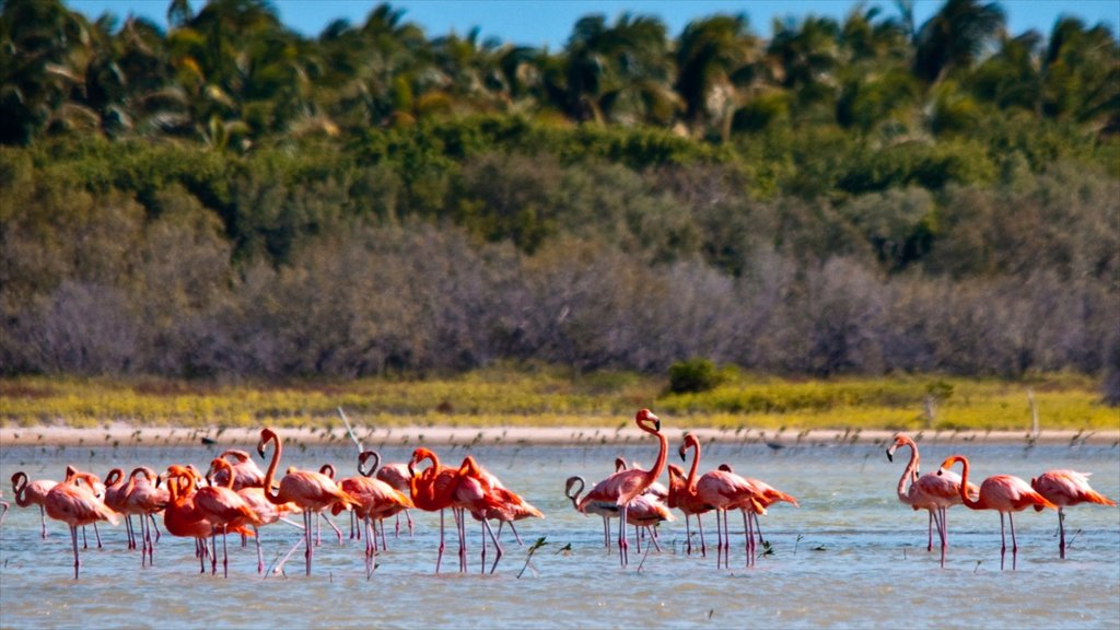 Barahona which includes bird life and general coastal views