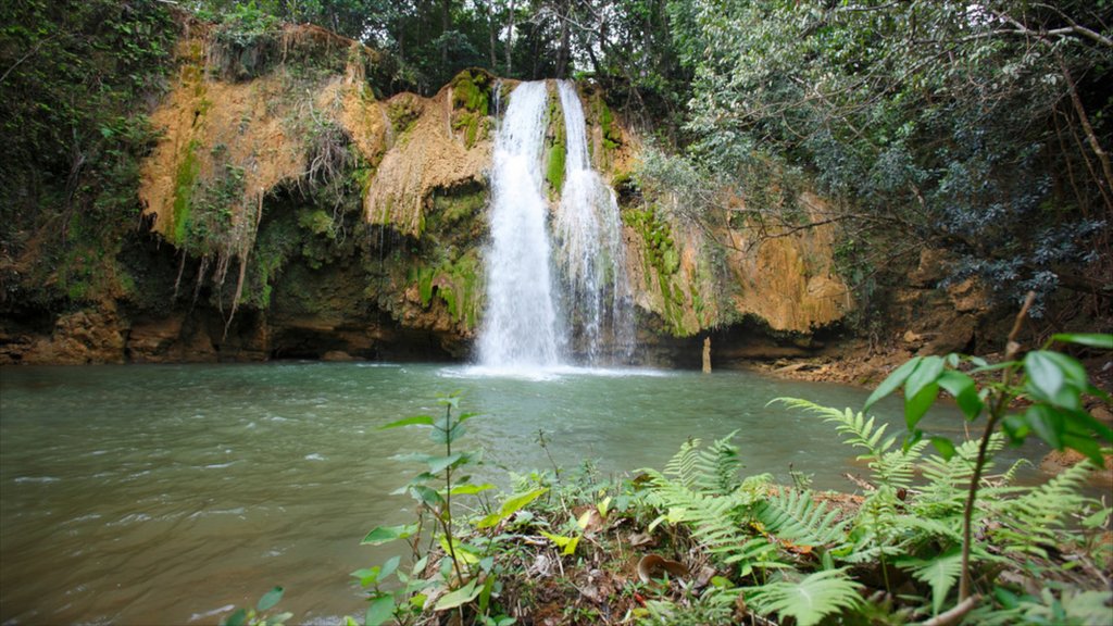 Cascada El Limón ofreciendo selva y una catarata